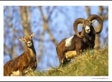 Mouflon