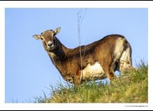 Mouflon