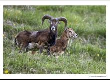 Mouflon