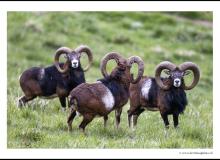 Mouflon