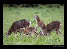 Sortie des jeunes mouflons