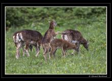 Sortie des jeunes mouflons