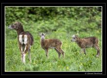Sortie des jeunes mouflons