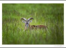 Jeune mouflon