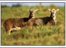 Mouflon