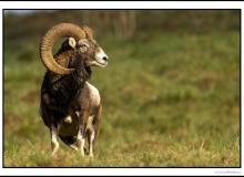 Mouflon