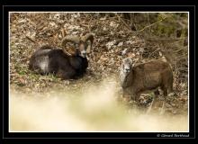 Mouflon