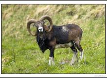 Mouflon