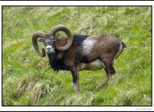 Mouflon
