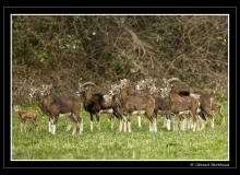 Sortie des jeunes mouflons