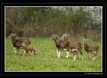 Sortie des jeunes mouflons