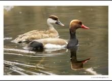 Nette rousse