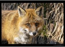 Renard