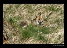 Renard