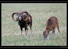 Mouflon dans la plaine du Rhone