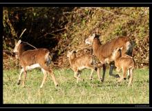 Mouflon dans la rŽgion de Vionnaz