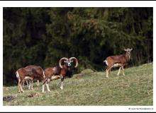 Mouflon dans la rŽgion de Vionnaz