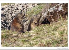 Marmotte  dans la région de Champery