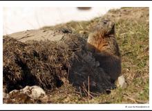 Marmotte  dans la région de Champery