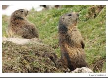 Marmotte dans la région de Champery