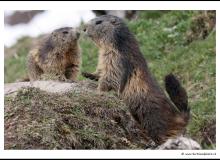 Marmotte dans la région de Champery