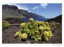 Tenerife