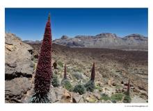 Le Mont Teide (Tenerife)