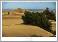 Les dunes de Maspalomas (Grande Canarie)