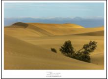 Les dunes de Maspalomas (Grande Canarie)