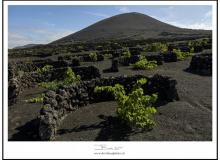 Les vignes de la vallée de La Geria (Lanzarote)