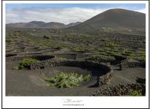 Les vignes de la vallée de La Geria (Lanzarote)