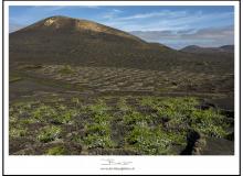 Les vignes de la vallée de La Geria (Lanzarote)