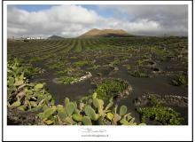 Les vignes de la vallée de La Geria (Lanzarote)