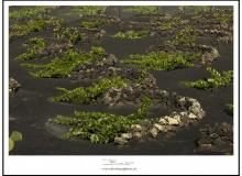 Les vignes de la vallée de La Geria (Lanzarote)