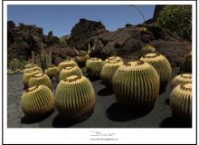 Jardin de cactus (Lanzarote)