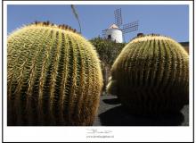 Jardin de cactus (Lanzarote)
