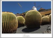 Jardin de cactuse de Lanzarote