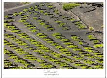 Les vignes de la vallée de La Geria (Lanzarote)