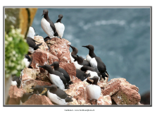 1_guillemot2_84501