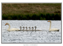 cygne2_8210-2