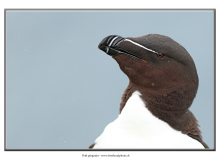 petit-pingouin2_7252