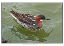 phalarope-a-bec-etroit2_84806