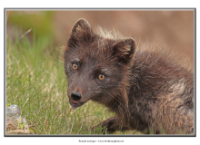 renard-arctique2_7442-2