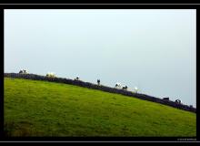 Iles de Terceira (Acores)