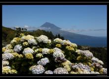 Iles de Faial (Acores)