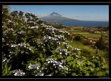 Iles de Faial (Acores)
