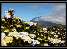 Iles de Pico (Acores)