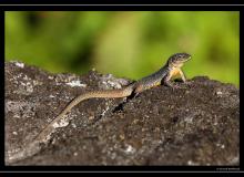 Iles de Pico (Acores)