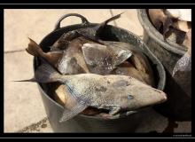 Iles de Pico (Acores)