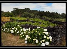 Iles de Pico (Acores)